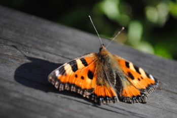 En vacker nässelfjäril slog sig ner på altanräcket. © Caroline Jensen